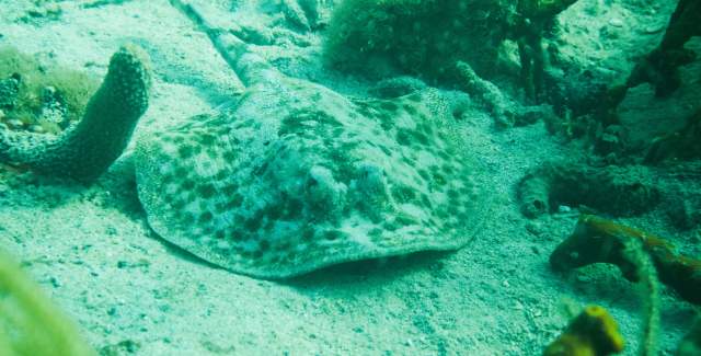 buceo, raya, Bocas del Toro