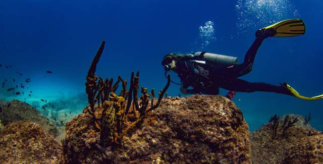 Diver exploring reefs in Coiba National Park, near Santa Catalina.