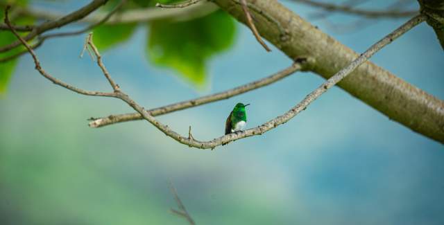 A green hummingbird rest on a bench