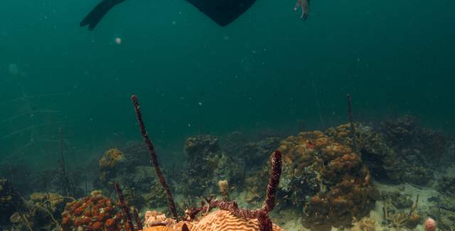 Diving near colorful coral reef at Punta Hospital