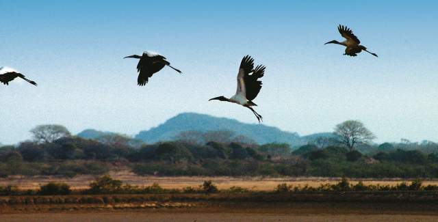 Tres aves en vuelo sobre el paisaje árido y montañoso del Parque Nacional Sarigua, Herrera, Panamá