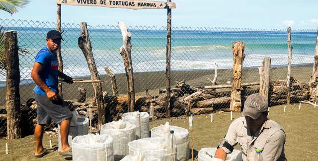 Voluntaries at turtle nesting, Morillo, Veraguas Province, Panamá