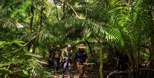 People walking on a trail surrounded by tall trees and lush vegetation.
