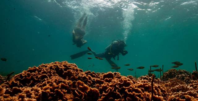 Diving in Coral Cay, Bocas del Toro province, Panamá
