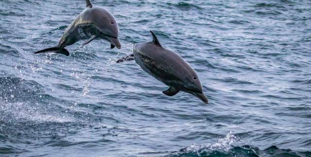 Delfines