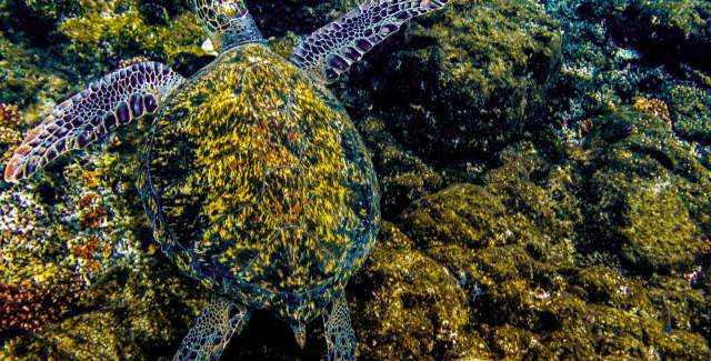 Hawksbill sea turtle