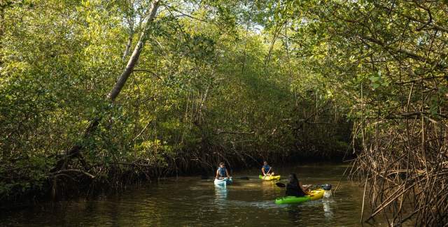 Kayak near the mangroves of Isla Cañas