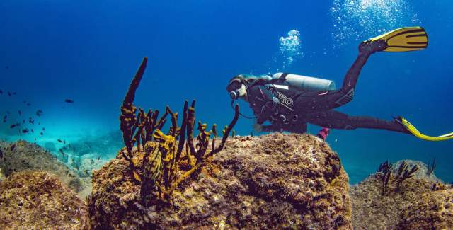 A diver swim near colorful coral reef