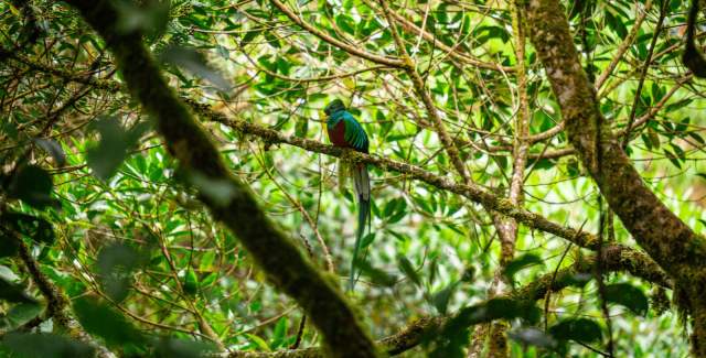 quetzales, la amistad