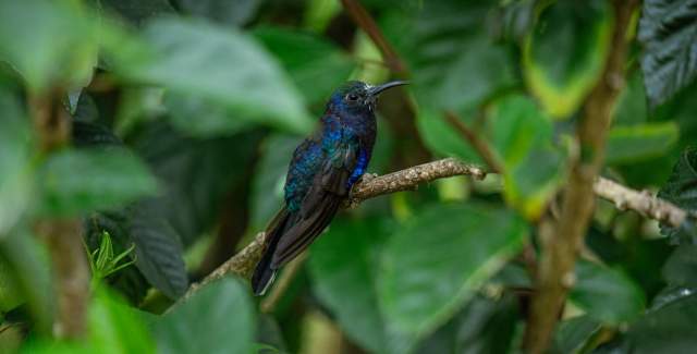 Side portrait of a green and purple hummingbird on a branch.