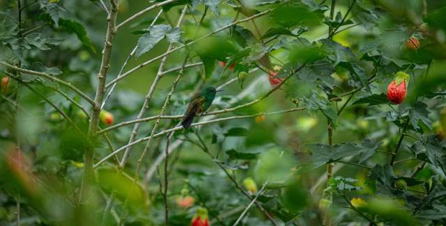 avistamiento de aves