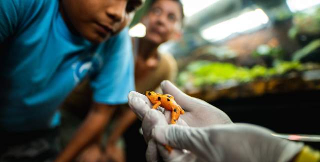 A kid watches a golden frog being handled by an expert using gloves in El Valle de Antón.