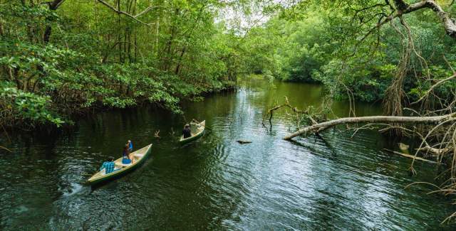 San San Pond Sak Wetlands, Bocas del Toro