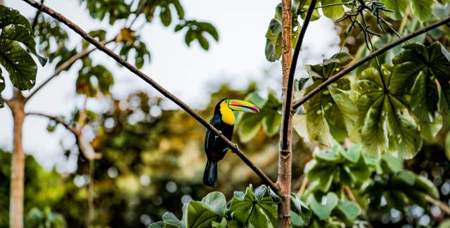 tucan, bird