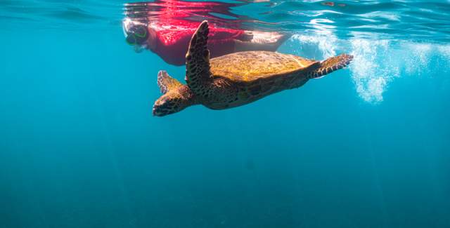 A sea turtle serenely floating in the ocean.