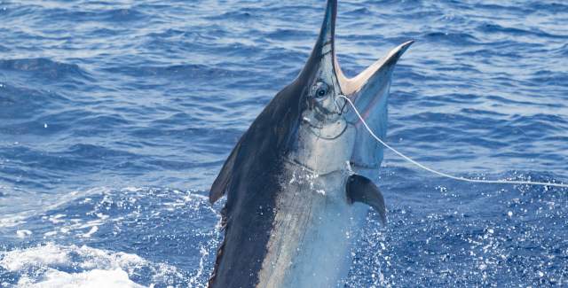 Pesca Bahía Piña