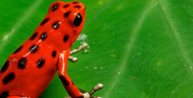 Close up of Red Frog on a green leaf