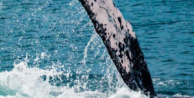 Copy of Humpback whales, Ballenas