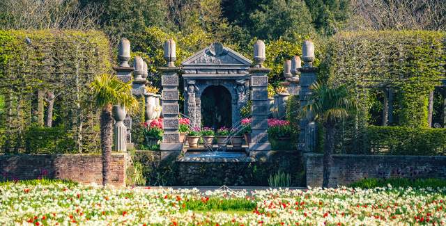 White and red Tulip display at Arundel Castle gardens in Sussex