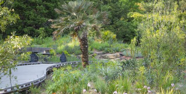 A wooden boardwalk through Sheffield Park Gardens of the Future
