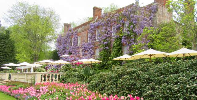 Pashley Manor wisteria with tulips in foreground