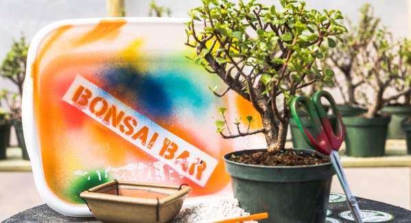 Bonsai Workshop at Medusa Brewing Company