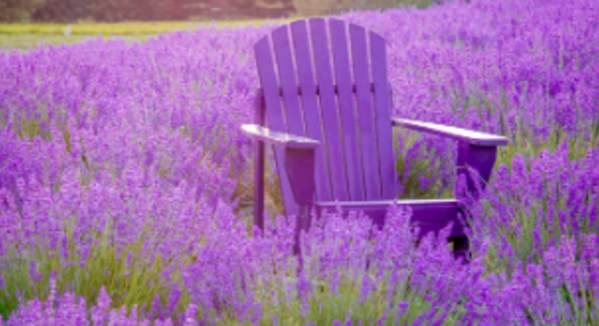Lavender Retreat