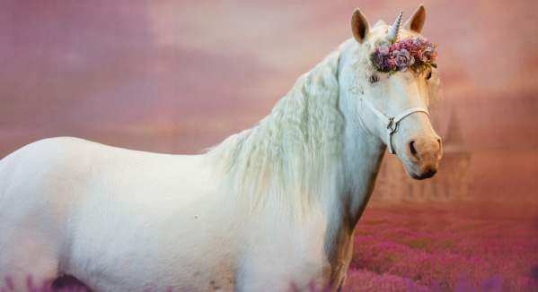 Unicorn Experience