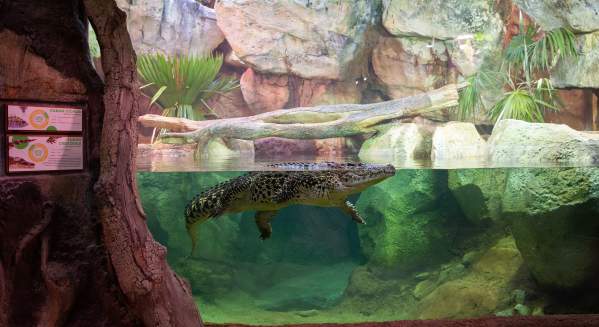 Cuban Crocodile Zoo