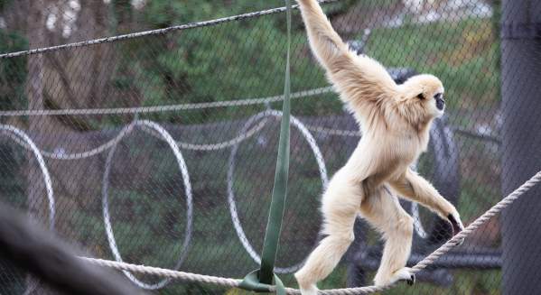 Georgie the Gibbon Zoo Knoxville