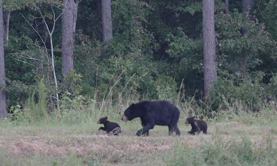 bears alligator river wildlife refuge