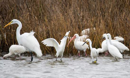 birding pea island blog