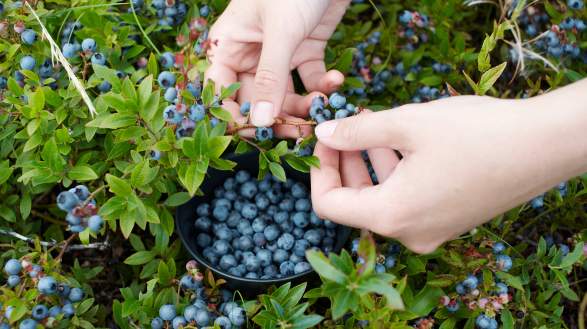 Cook County's Blueberry Bucket List