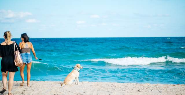 Dog Beach