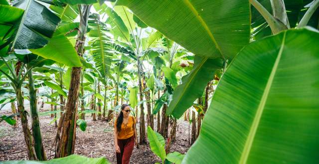 Woman walking trees at Flamingo Gardens in Fort Lauderdale