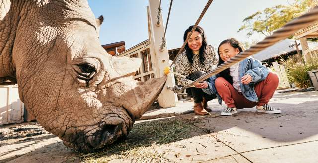 Feeding a rhino at Utah's Hogle Zoo