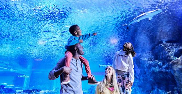 Family standing in front of a large aquarium wall with the kids looking up and pointing excitedly
