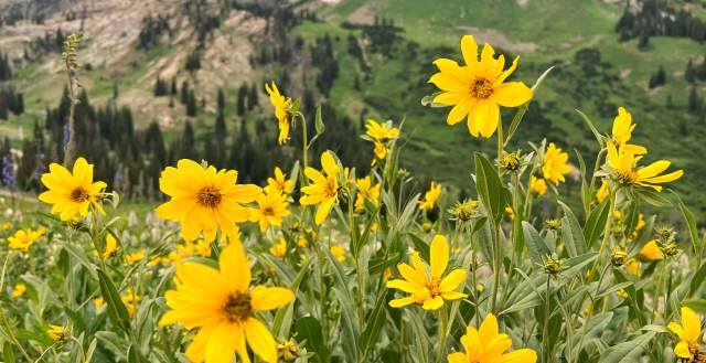 Wasatch Wildflowers