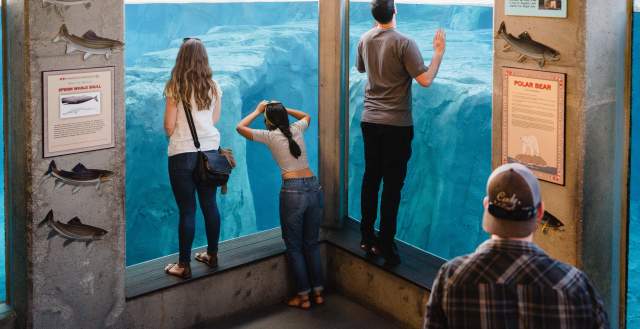Peering Through Aquarium at Utah's Hogle Zoo Brew