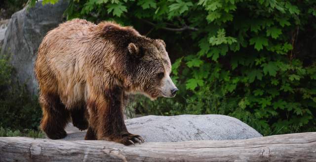 Bear at Utah's Hogle Zoo Brew