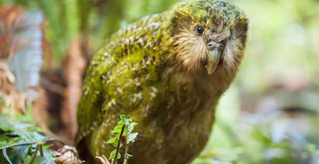 Kākāpō | Southland, New Zealand