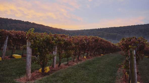 Revolutionary Road Trip: DC to Charlottesville via Loudoun
