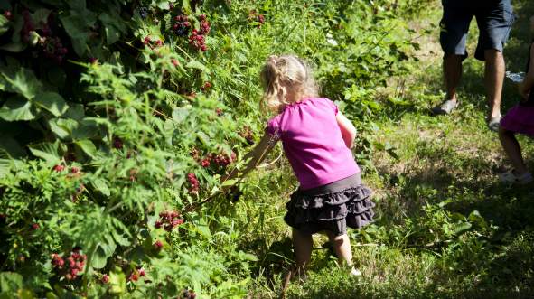 Fun Summer Activities for the Kids in Loudoun