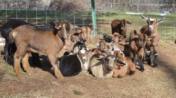 A group of goats, both standing and lying down, gathered in a grassy area at Georges Mill. The scene captures a serene farm setting.