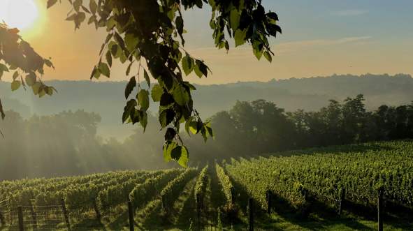 The Winemaker’s Studio at Walsh: Loudoun’s Winery Incubator