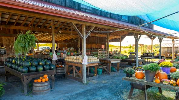 Brossman's Farmers Market under a wooden structure, featuring tables of fresh produce, pumpkins, and flowers. Sunlight filters through a blue canopy.