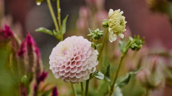 Close-up of pink and white dahlia flowers, in Loudoun surrounded by vibrant green foliage and other colorful blooms, creating a lush garden scene.