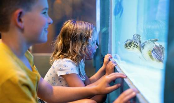 Children Looking at Sea Turtle in Tank