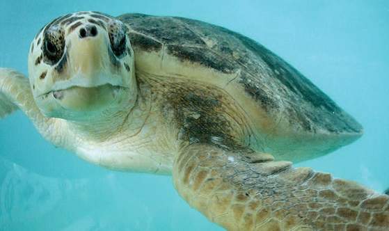 Sea Turtle