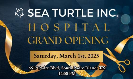 Sea Turtle Inc Hospital